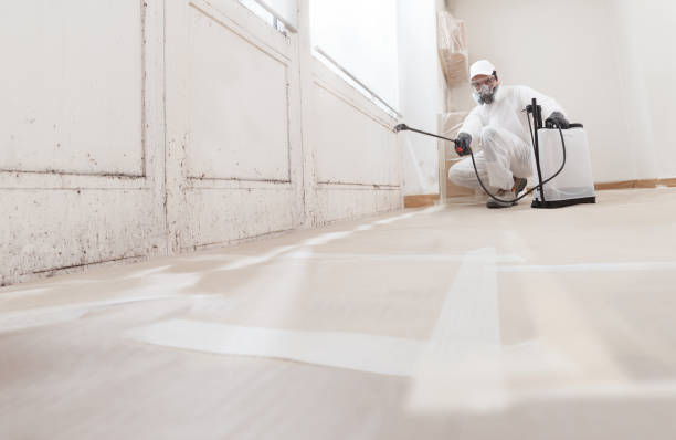 Black mold remediation team in Dunn Loring